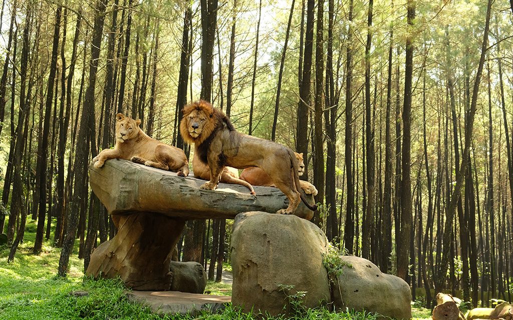 Taman Safari Indonesia Bogor: Destinasi Wisata Konservasi Satwa