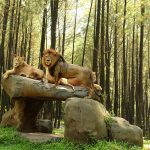 Taman Safari Indonesia Bogor: Destinasi Wisata Konservasi Satwa