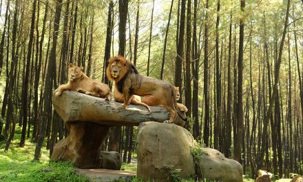 Taman Safari Indonesia Bogor: Destinasi Wisata Konservasi Satwa