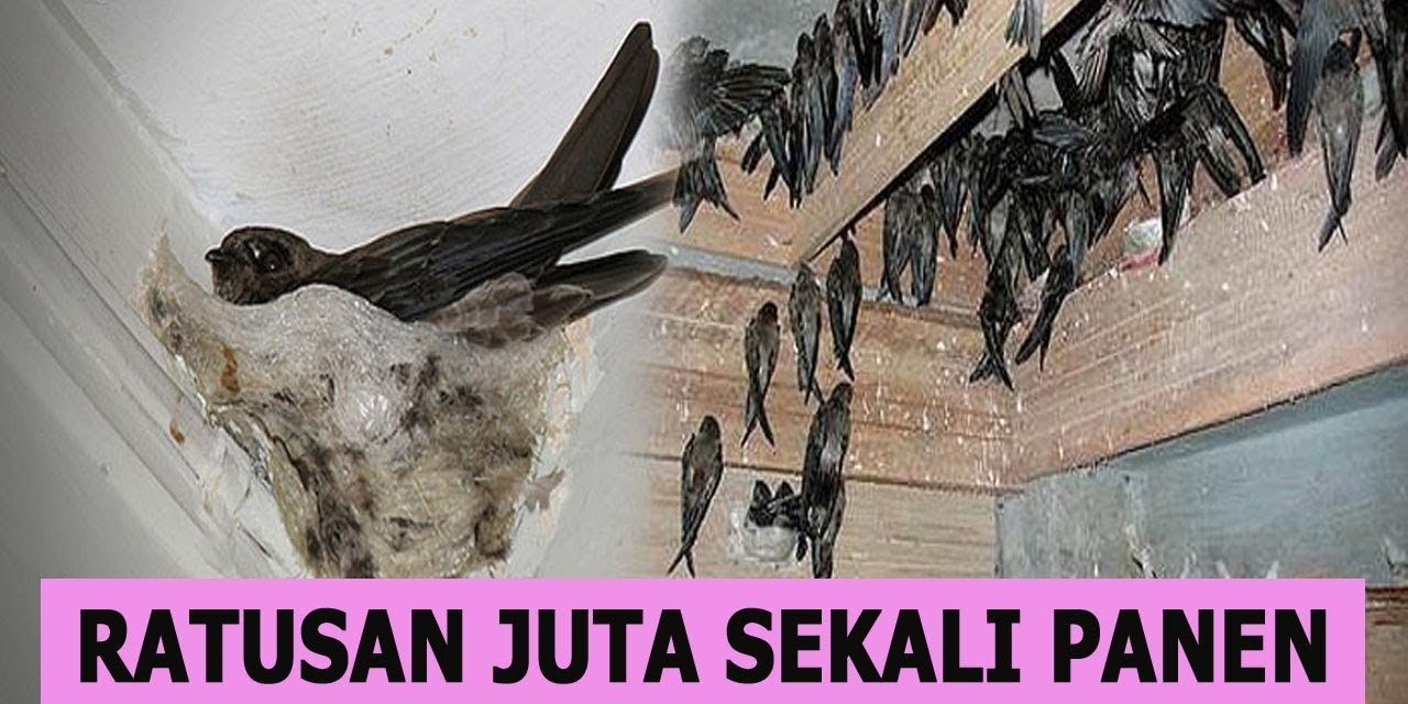 Bisnis Sarang Burung Walet Sekali Panen Bisa Jadi Kaya Raya