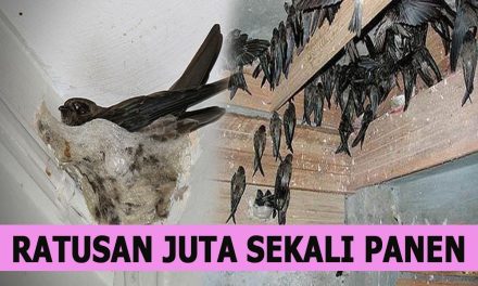 Bisnis Sarang Burung Walet Sekali Panen Bisa Jadi Kaya Raya