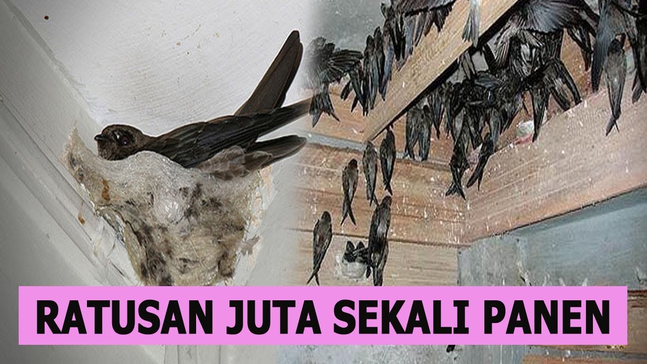 Bisnis Sarang Burung