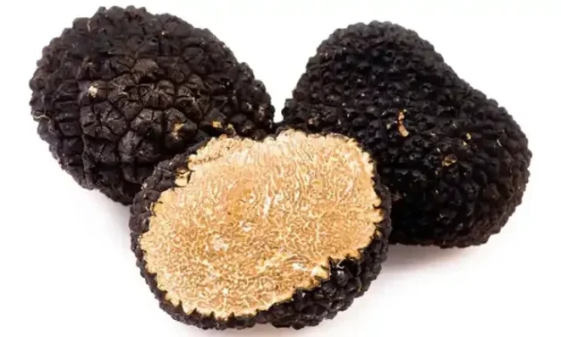 Keunikan Jamur Truffle Membuat Hidangan Anda Semakin Mahal