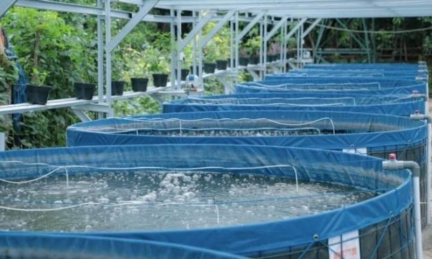 Bisnis Lele Bisa Jadi Opsi Untuk Kamu Dalam Mencari Sideincome