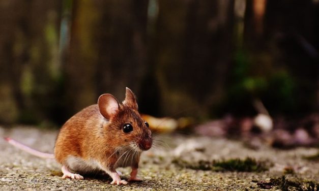 Populasi Tikus Di Kota Meningkat Karena Pemanasan Global