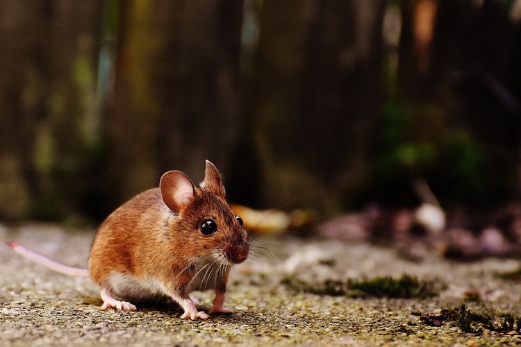 Populasi Tikus